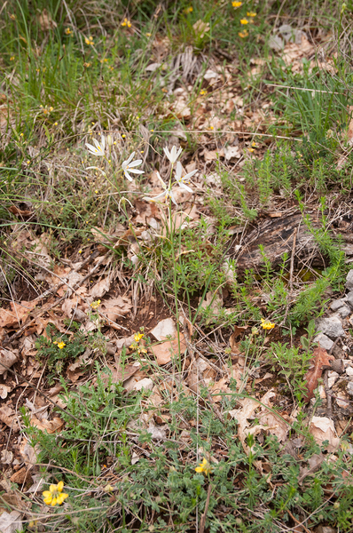 0220 grote-graslelie-anthericum-lilago-arid-pastures