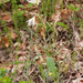 0221-grote-graslelie-anthericum-lilago-arid-pastures