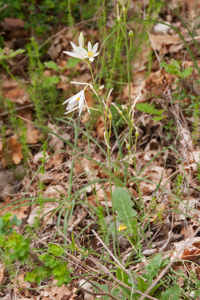 0221-grote-graslelie-anthericum-lilago-arid-pastures