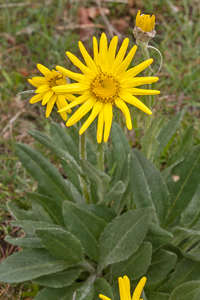 1000-senecio