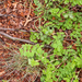 0003-hokjespeul-astragalus-glycyphyllos-deciduous-woods-uncultiva
