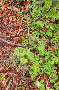 0003-hokjespeul-astragalus-glycyphyllos-deciduous-woods-uncultiva