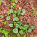 0004-cyclamen-repandum-spring-sowbread-woods