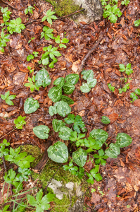 0004-cyclamen-repandum-spring-sowbread-woods