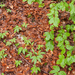 0005-cardamine-bulbifera-and-cardamine-enneaphyllos-fagus-sylvati