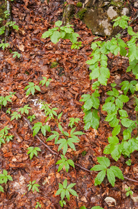 0005-cardamine-bulbifera-and-cardamine-enneaphyllos-fagus-sylvati