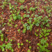 0006-fagus-sylvatica-bodem
