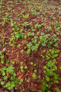 0006-fagus-sylvatica-bodem