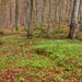 0009-fagus-sylvatica-bodem