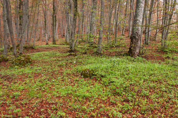 0009-fagus-sylvatica-bodem