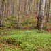 0010-fagus-sylvatica-bodem
