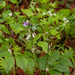 0011-lathyrus-vernus-voorjaarslathyrus-woods