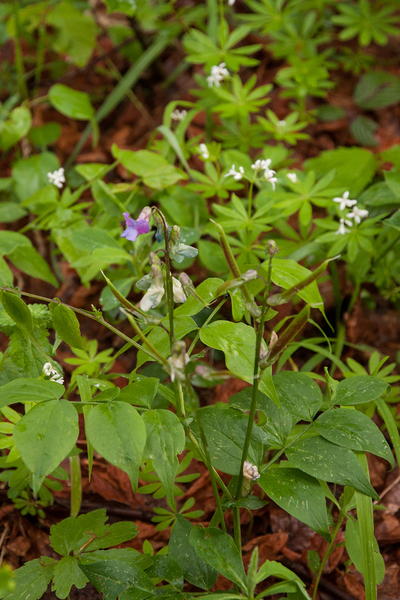 0011-lathyrus-vernus-voorjaarslathyrus-woods