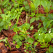 0012-amandelwolfsmelk-euphorbia-amygdaloides-cool-woods-fagus-syl