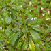 0013-zwart-peperboompje-daphne-laureola-woods