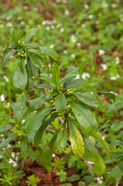 0013-zwart-peperboompje-daphne-laureola-woods