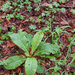 0019-Primula-vulgaris-stengelloze-sleutelbloem-woods