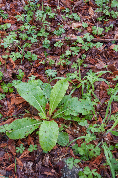 0019-Primula-vulgaris-stengelloze-sleutelbloem-woods