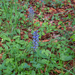 0020-kruipend-zenegroen-Ajuga-reptans-woods-glades