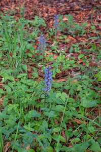 0020-kruipend-zenegroen-Ajuga-reptans-woods-glades