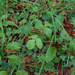 0021-Potentilla-micrantha-woods-glades
