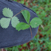 0022-Potentilla-micrantha-woods-glades