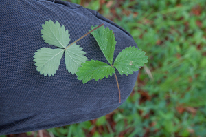 0022-Potentilla-micrantha-woods-glades