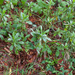 0023-zwart-peperboompje-daphne-laureola-woods