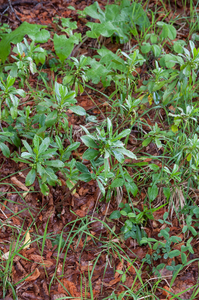 0023-zwart-peperboompje-daphne-laureola-woods