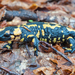 0025-vuursalamander