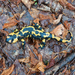 0026-vuursalamander