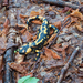 0028-vuursalamander