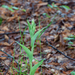 0028-wit-bosvogeltje-cephalanthera-longifolia-woods