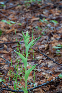 0028-wit-bosvogeltje-cephalanthera-longifolia-woods