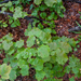 0029-acer-opalus-italian-maple-woods-with-formations-of-evergreen