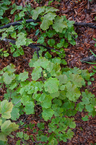 0029-acer-opalus-italian-maple-woods-with-formations-of-evergreen