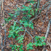 0030-hulst-ilex-aquifolium-montane-woods-mainly-those-of-Fagus-sy