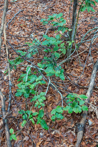 0030-hulst-ilex-aquifolium-montane-woods-mainly-those-of-Fagus-sy