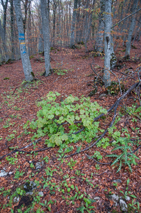 0031-acer-opalus-italian-maple-woods-with-formations-of-evergreen