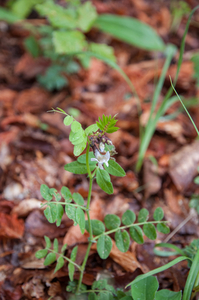 0032-heggenwikke-vicia-sepium-woods-glades