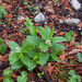 0033-Melittis-melissophyllum-bijenblad-woods-and-margins