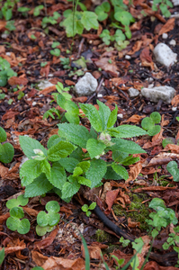 0033-Melittis-melissophyllum-bijenblad-woods-and-margins