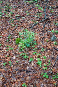 0036-Stinkend-nieskruid-Helleborus-foetidus