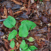 0037-pulmonaria-hirta-(Pulmonaria-filarczkyana)-woods-