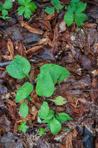 0037-pulmonaria-hirta-(Pulmonaria-filarczkyana)-woods-