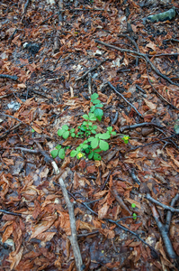 0038-Bastard-Agrimony-Aremonia-agrimonoides-Fagus-sylvatica-woods