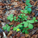 0039-Bastard-Agrimony-Aremonia-agrimonoides-Fagus-sylvatica-woods