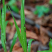 0040-Melica-uniflora-eenbloemig-parelgras-woods