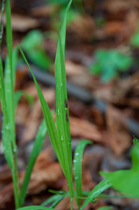 0040-Melica-uniflora-eenbloemig-parelgras-woods