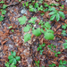 0043-actaea-spicata-Christoffelkruid-Fagus-sylvatica-woods